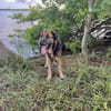 Bobby, cherche toujours sa famille