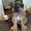 Verso, mâle croisé berger malinois, né le 10/08/2025 🐶