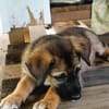 Verso, mâle croisé berger malinois, né le 10/08/2025 🐶