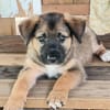 Verso, mâle croisé berger malinois, né le 10/08/2025 🐶