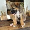 Verso, mâle croisé berger malinois, né le 10/08/2025 🐶