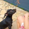 Rose, femelle croisée créole, née le 25/06/2025 🐶