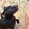 Rose, femelle croisée créole, née le 25/06/2025 🐶