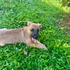 Rolly, femelle croisée berger, née le 01/08/2025 🐶