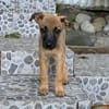 Rolly, femelle croisée berger, née le 01/08/2025 🐶