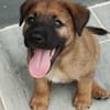 Robin, mâle croisé berger malinois, né le 10/08/2025 🐶