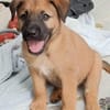 Robin, mâle croisé berger malinois, né le 10/08/2025 🐶