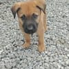 Robin, mâle croisé berger malinois, né le 10/08/2025 🐶