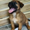Robin, mâle croisé berger malinois, né le 10/08/2025 🐶