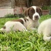 Odinson, mâle croisé berger, né le 10/08/2025🐶