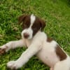 Odinson, mâle croisé berger, né le 10/08/2025🐶