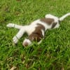 Odinson, mâle croisé berger, né le 10/08/2025🐶