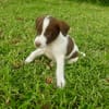 Odinson, mâle croisé berger, né le 10/08/2025🐶