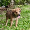 Merlot, mâle croisé berger, né le 14/07/2025 🐶