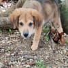 Merlot, mâle croisé berger, né le 14/07/2025 🐶