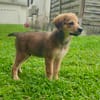 Merlot, mâle croisé berger, né le 14/07/2025 🐶