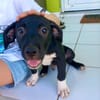 Lupin, mâle croisé créole, né le 25/06/2025 🐶