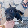 Lupin, mâle croisé créole, né le 25/06/2025 🐶