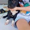 Lupin, mâle croisé créole, né le 25/06/2025 🐶