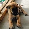 Half, mâle croisé berger malinois, né le 10/08/2025 🐶