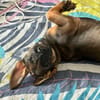 Brownie, femelle croisée berger, née le 01/08/2025 🐶