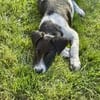 Crumble, mâle croisé berger, né le 26/06/2025 🐶