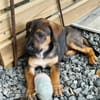 Atila, femelle croisée berger malinois, née le 10/08/2025🐶