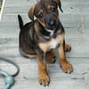 Atila, femelle croisée berger malinois, née le 10/08/2025🐶