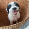 Ascot, mâle croisé berger, né le 10/08/2025 🐶