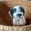 Ascot, mâle croisé berger, né le 10/08/2025 🐶