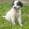 Ascot, mâle croisé berger, né le 10/08/2025 🐶