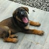 Aribo, mâle croisé berger malinois, né le 10/08/2025 🐶