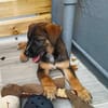Aribo, mâle croisé berger malinois, né le 10/08/2025 🐶