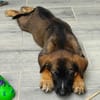 Aribo, mâle croisé berger malinois, né le 10/08/2025 🐶