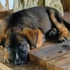 Aribo, mâle croisé berger malinois, né le 10/08/2025 🐶