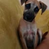 Anuka, femelle berger, née le 15/06/2025 🐶