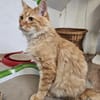 ALFI - zutraulich, ruhig und verschmust!