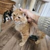 ALFI - zutraulich, ruhig und verschmust!