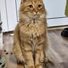 ALFI - zutraulich, ruhig und verschmust!