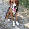 VIKTOR - verliert sein Zuhause!