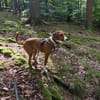 VIKTOR - verliert sein Zuhause!
