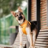 Perfektes Zuhause für Deya gesucht