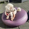 Beny sucht sein Für-immer-Zuhause