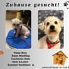 Beny sucht sein Für-immer-Zuhause