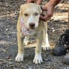 Sensibles soziales Hundekind SADY ♥