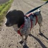 Lennox - der kleine Jagdhund