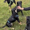 Matilda eine Traumhündin