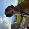 Zuhause gesucht für Junior