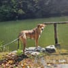 Zuhause gesucht für Junior
