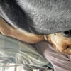 Zuhause gesucht für Junior